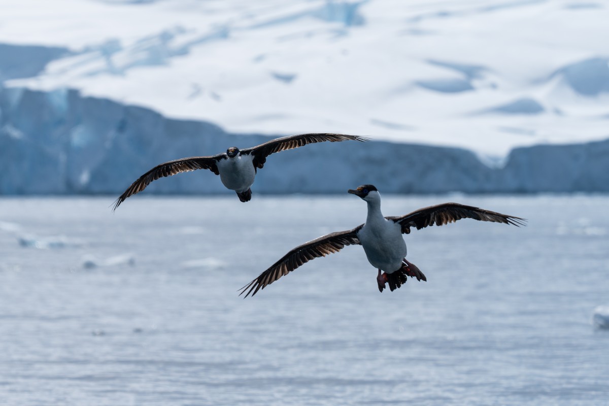 Imperial Cormorant - ML646701273