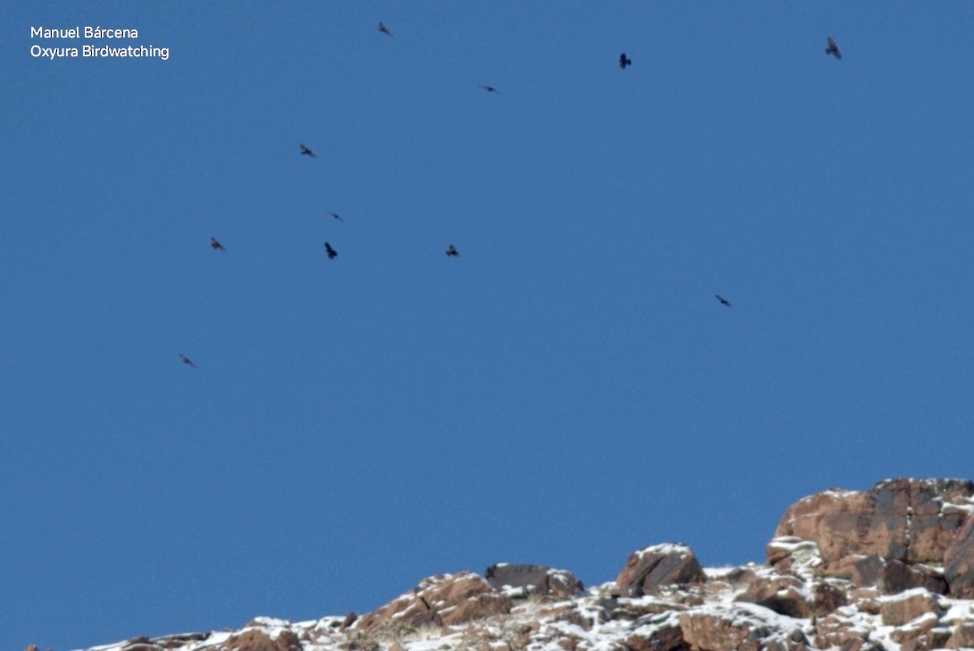 Yellow-billed Chough - ML646701274