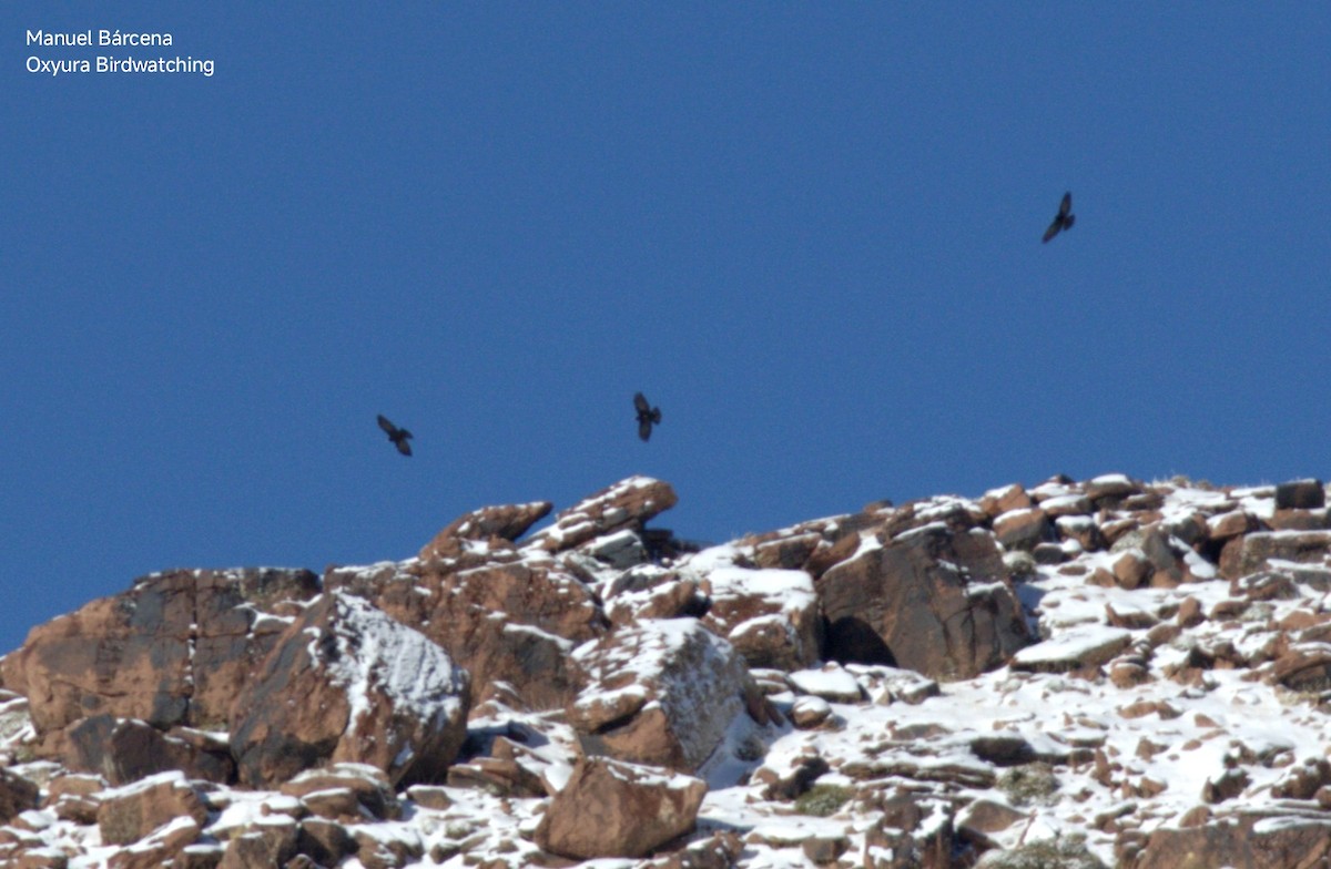 Yellow-billed Chough - ML646701275