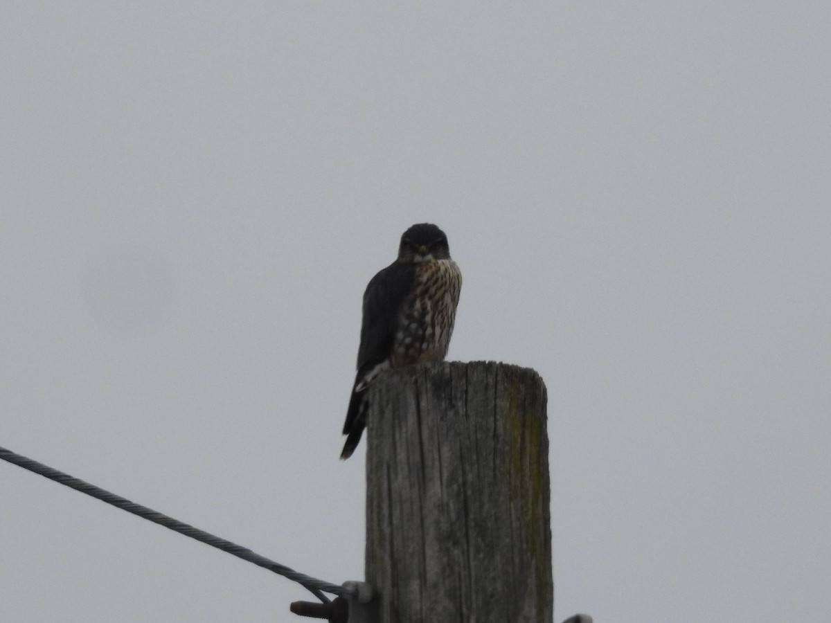 Хайргууна шонхор - ML646701278