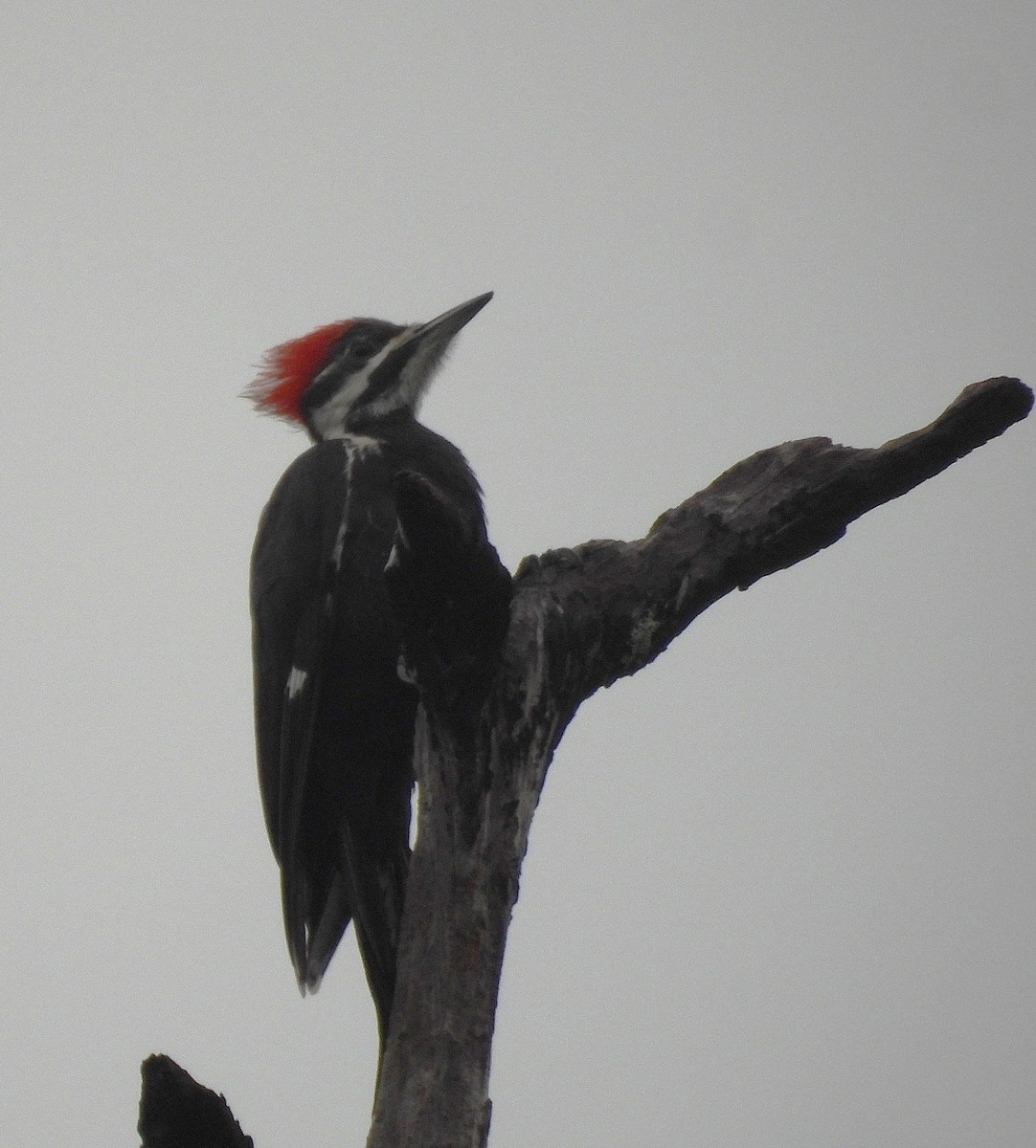 エボシクマゲラ - ML646701282