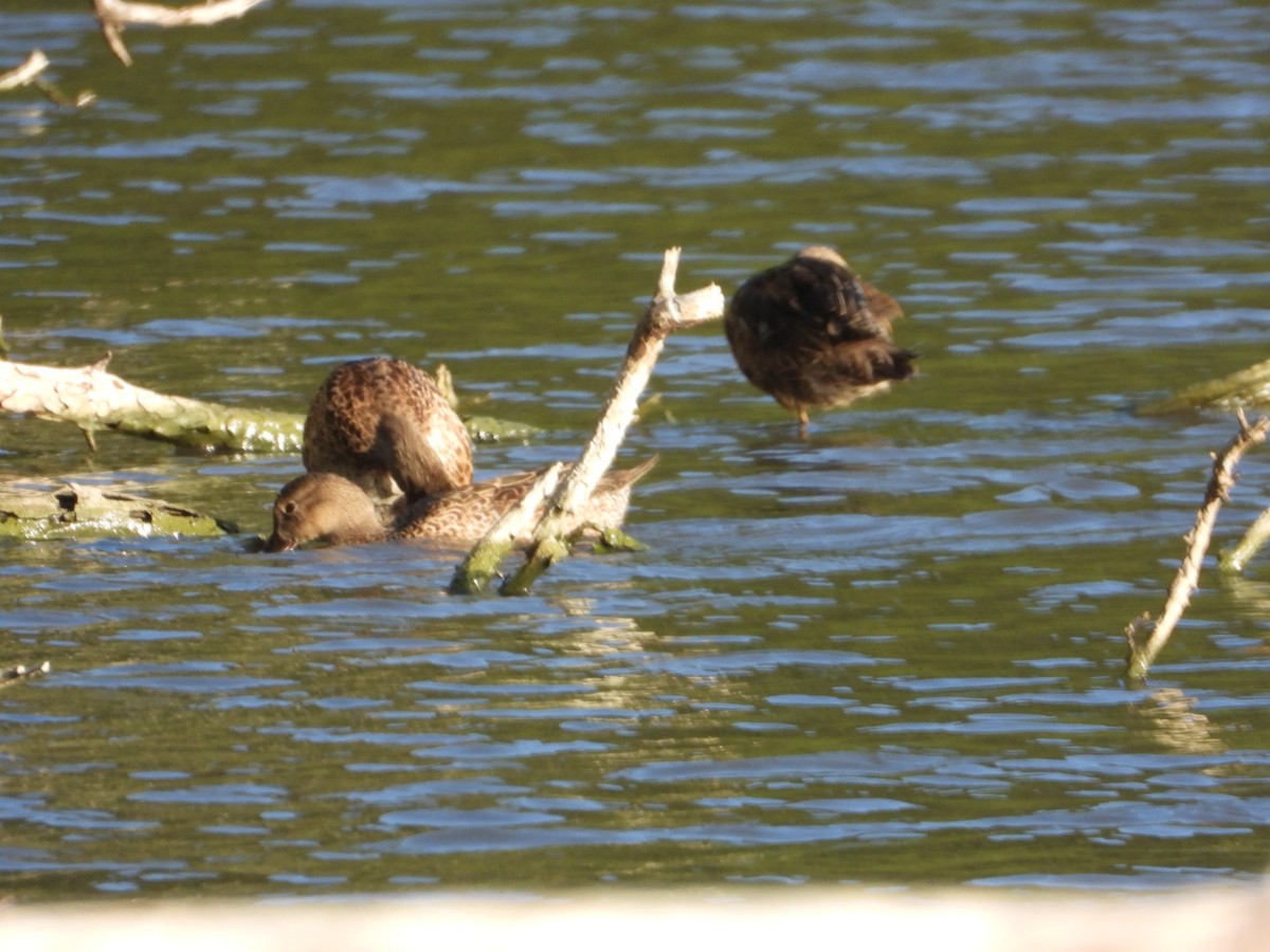 Zertzeta hegalurdina - ML646701283