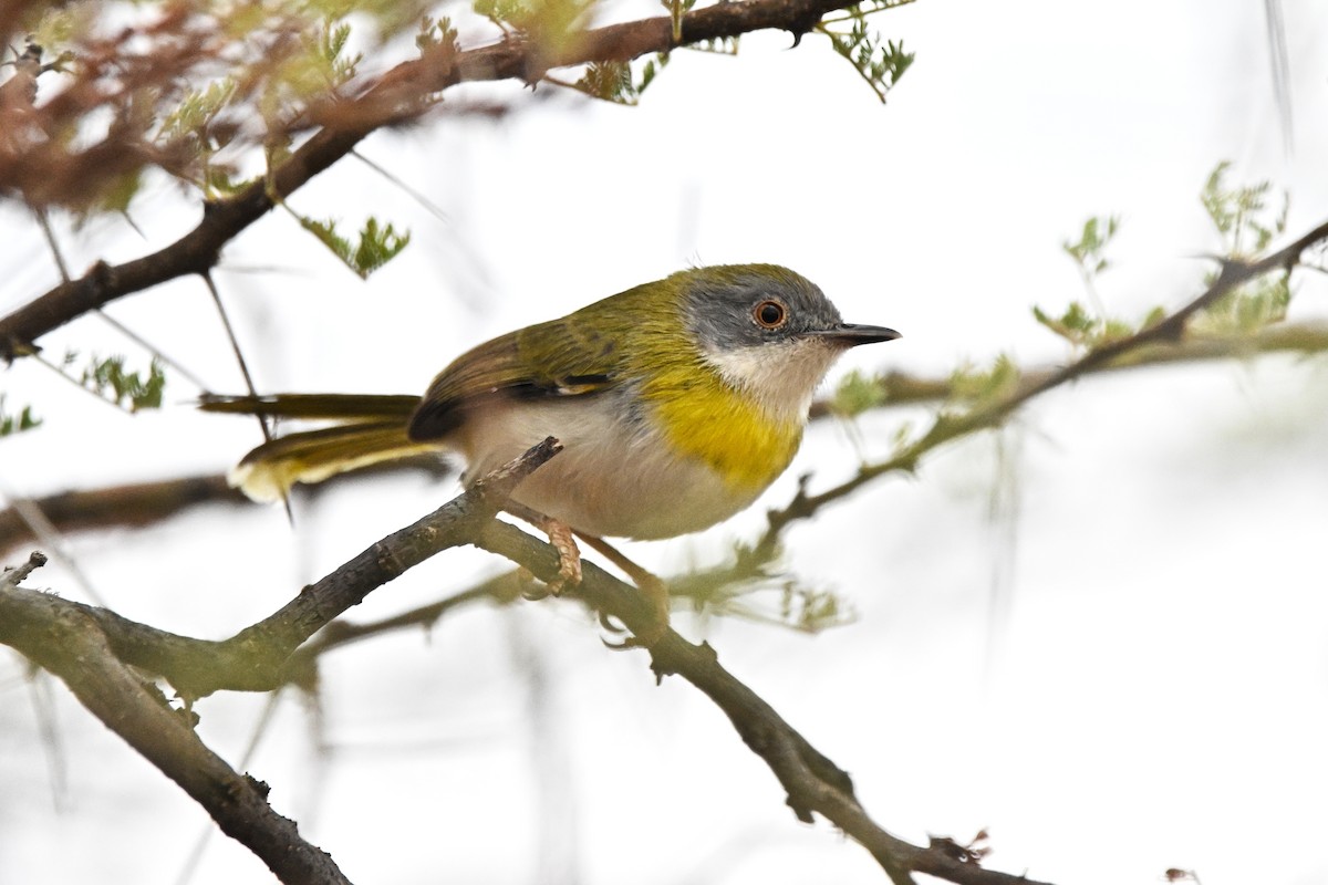 Желтогрудый апалис (flavocincta/viridiceps) - ML646701284