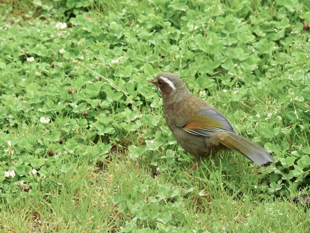 Weißbarthäherling - ML646701286