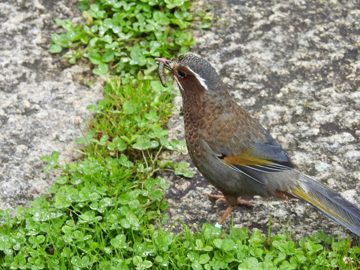 Weißbarthäherling - ML646701287