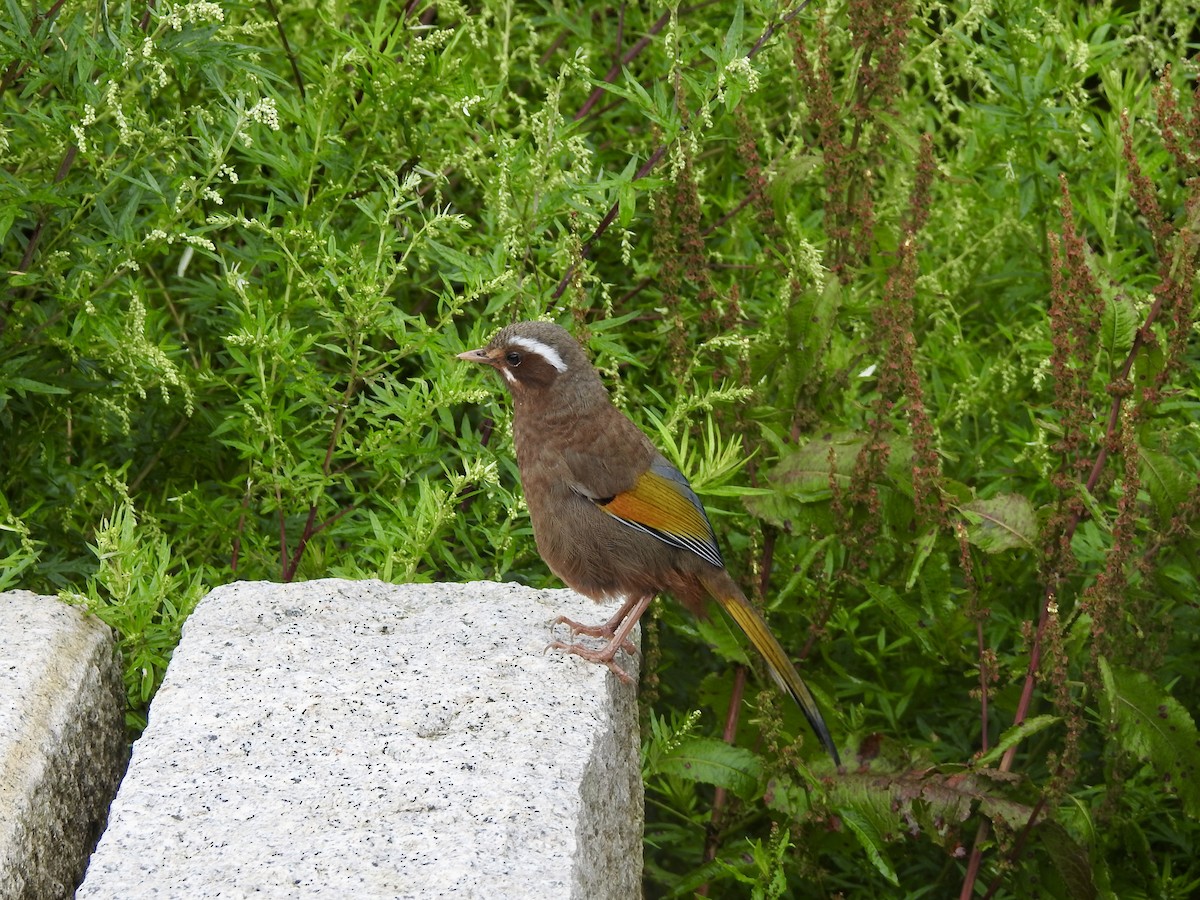 Weißbarthäherling - ML646701288