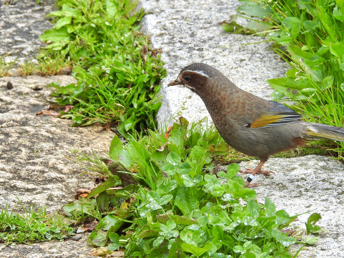 Weißbarthäherling - ML646701290