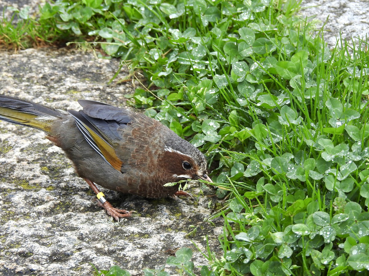 Weißbarthäherling - ML646701291