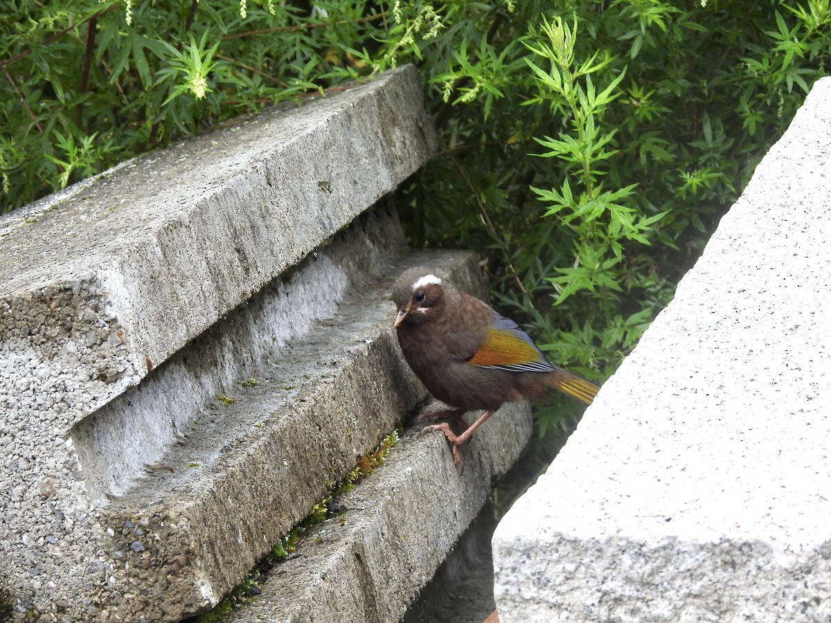 Weißbarthäherling - ML646701292