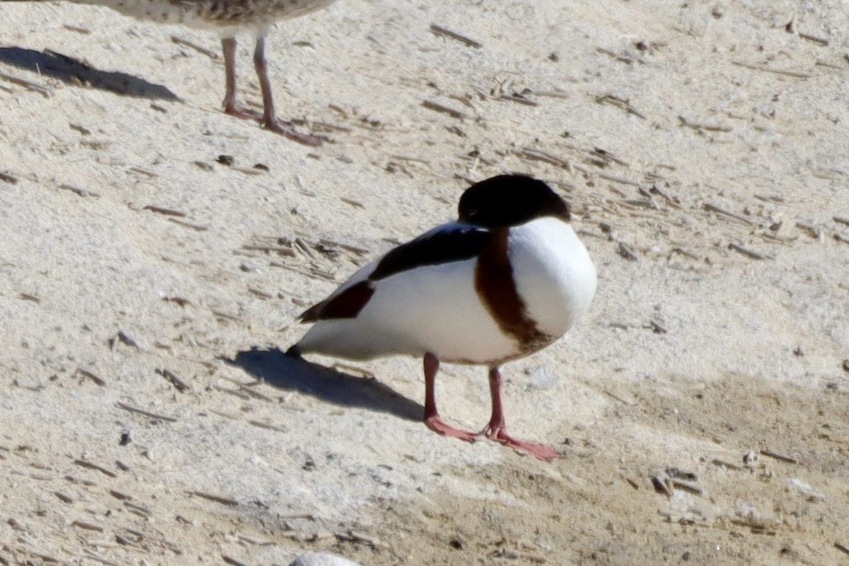 Volpoca - ML646701296