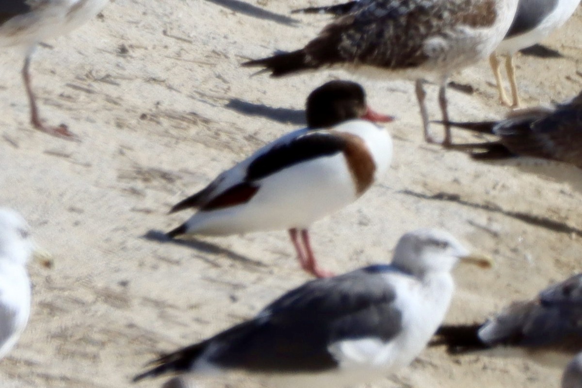 Volpoca - ML646701297