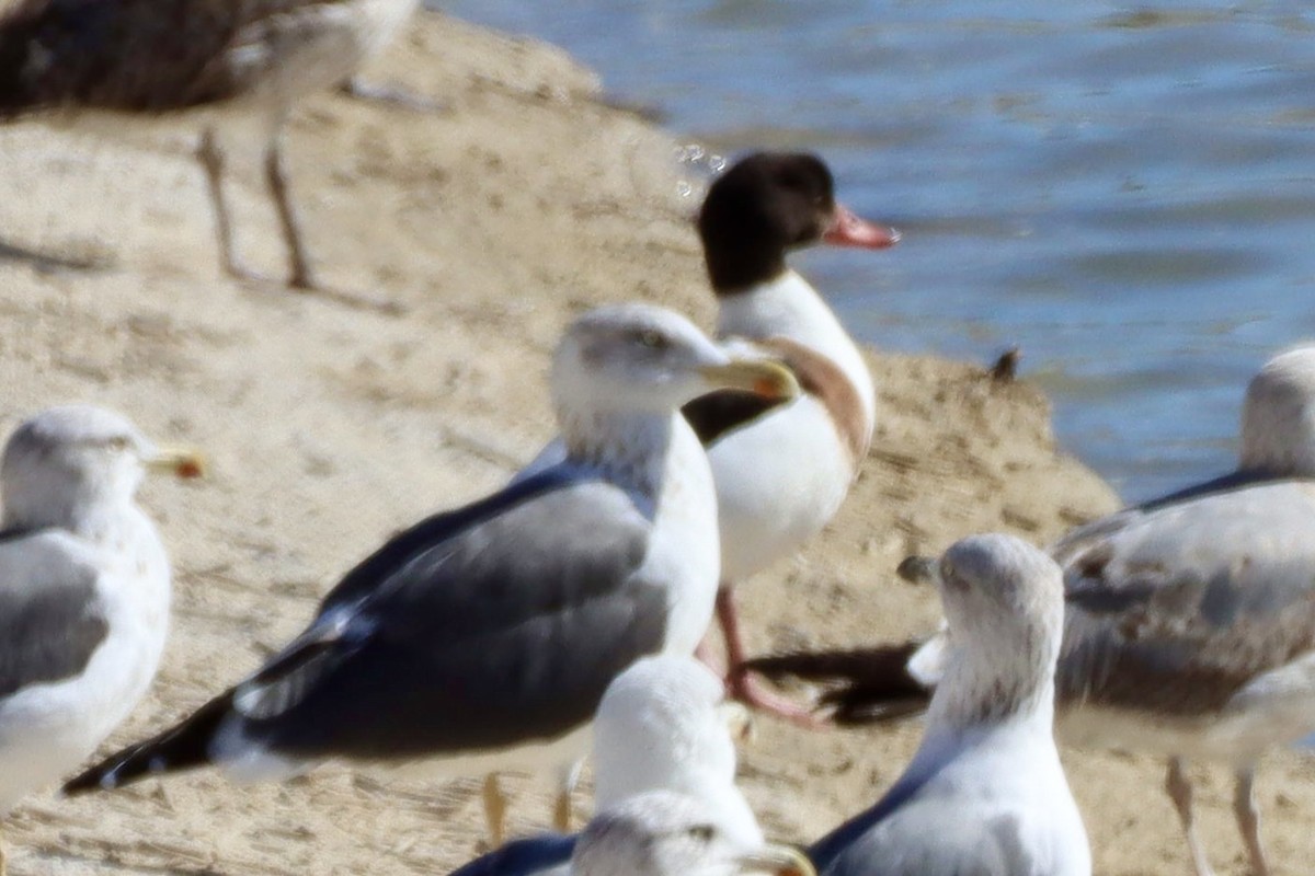 Volpoca - ML646701298