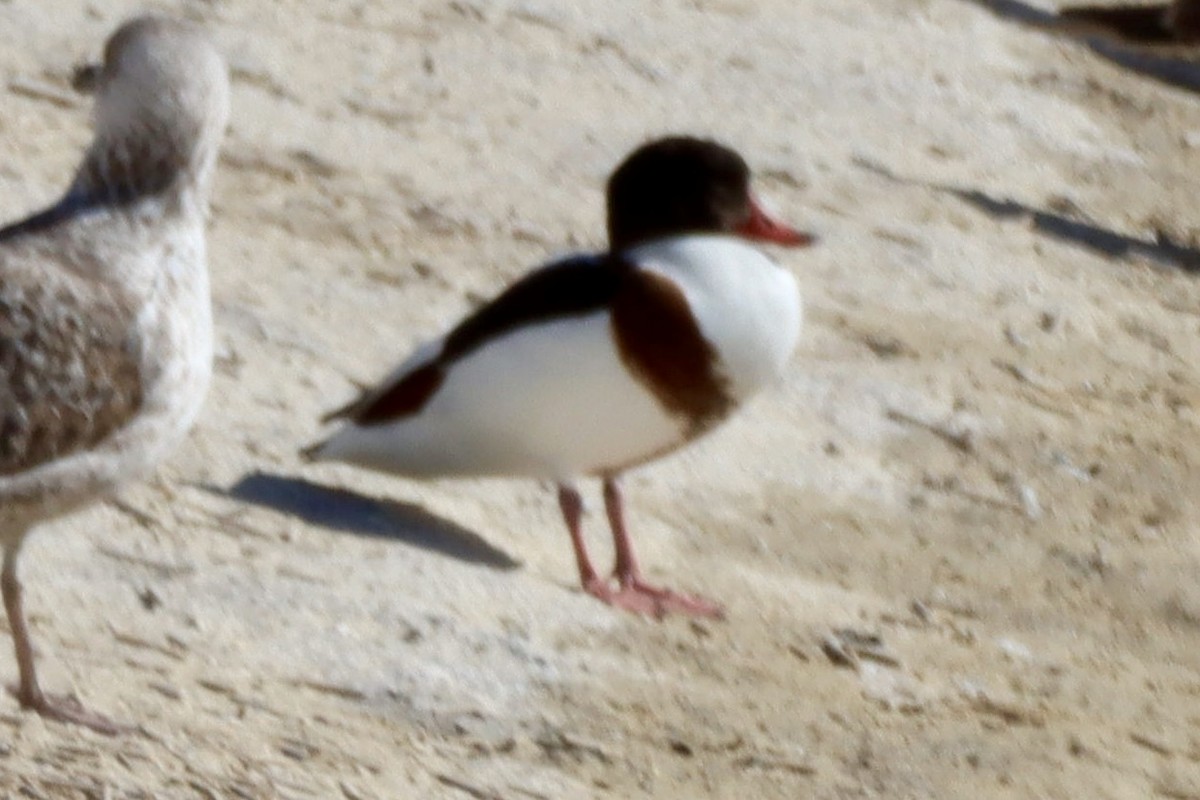 Volpoca - ML646701299