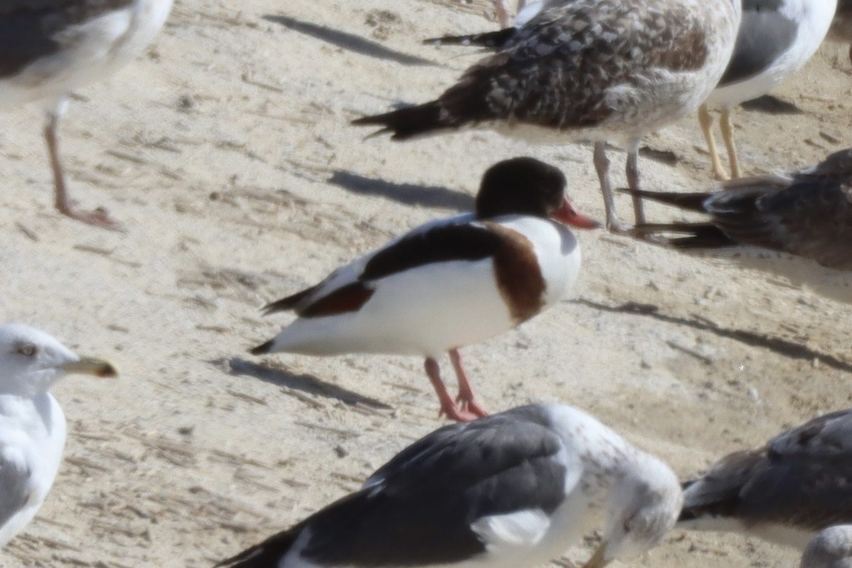 Volpoca - ML646701300