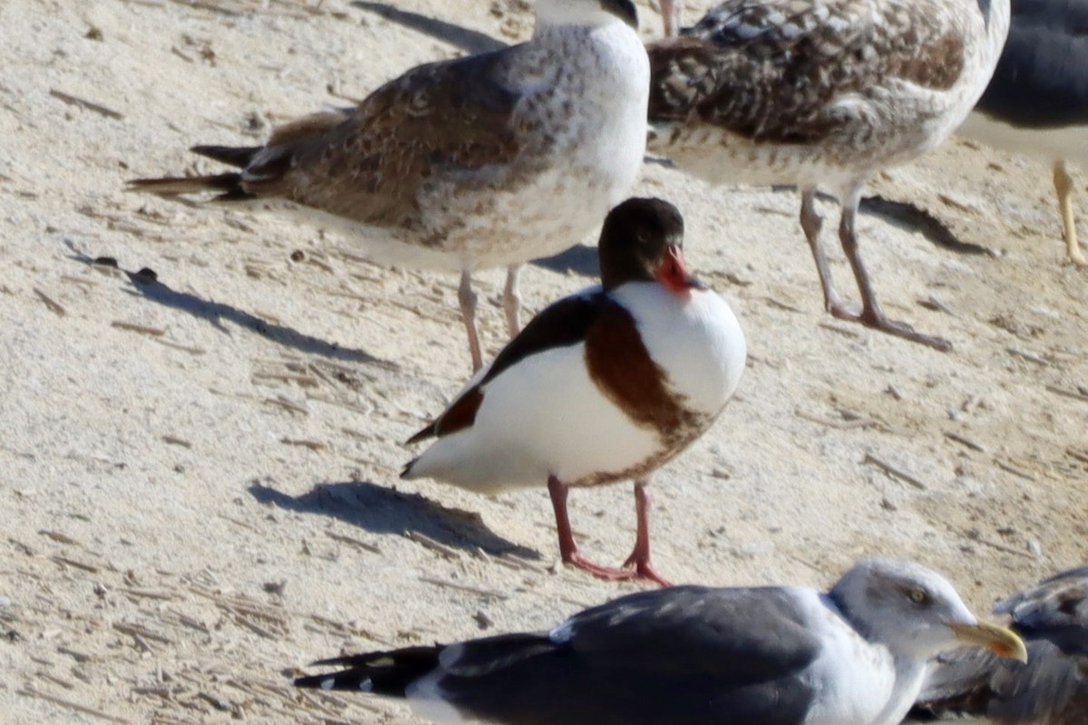 Volpoca - ML646701301