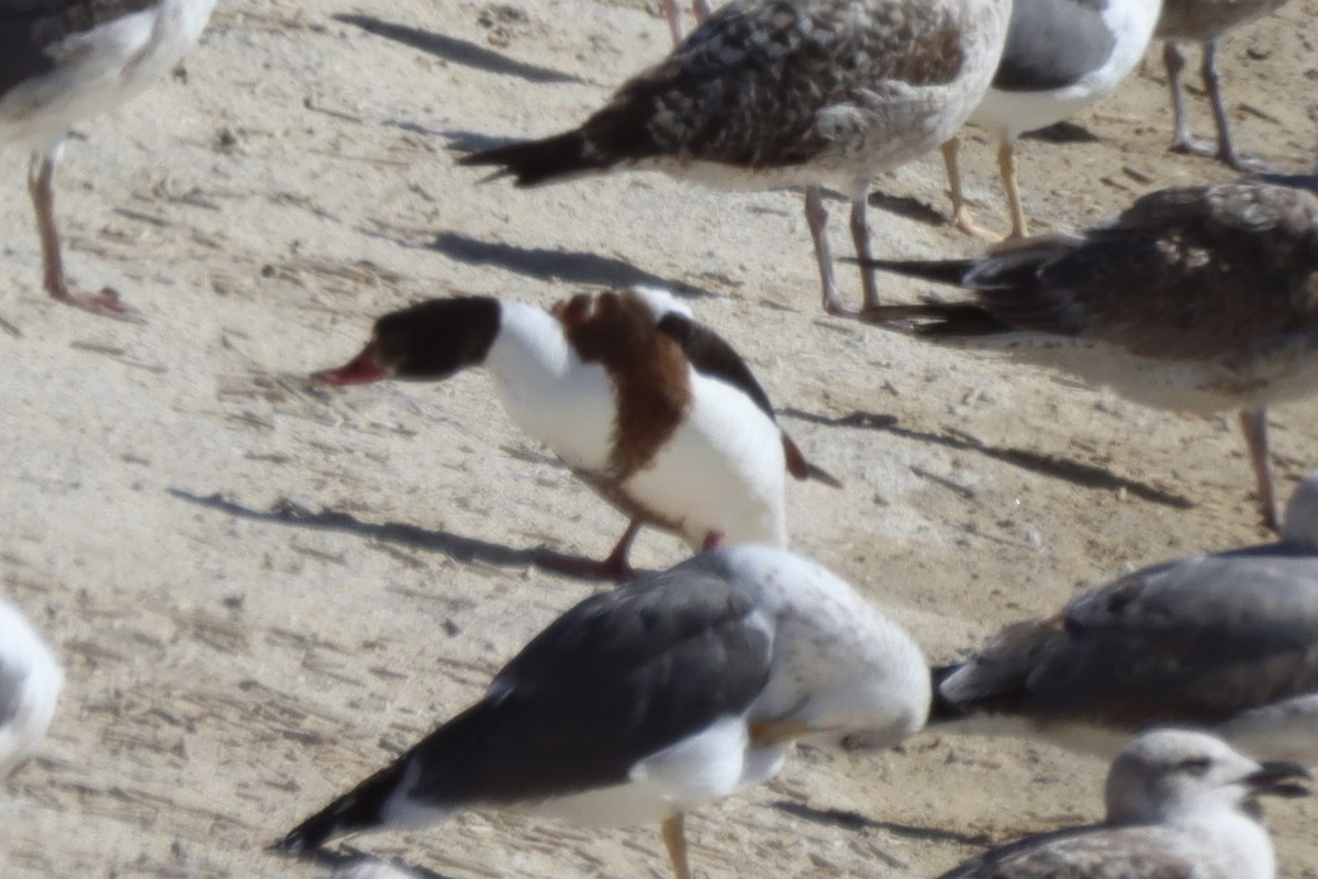 Volpoca - ML646701302