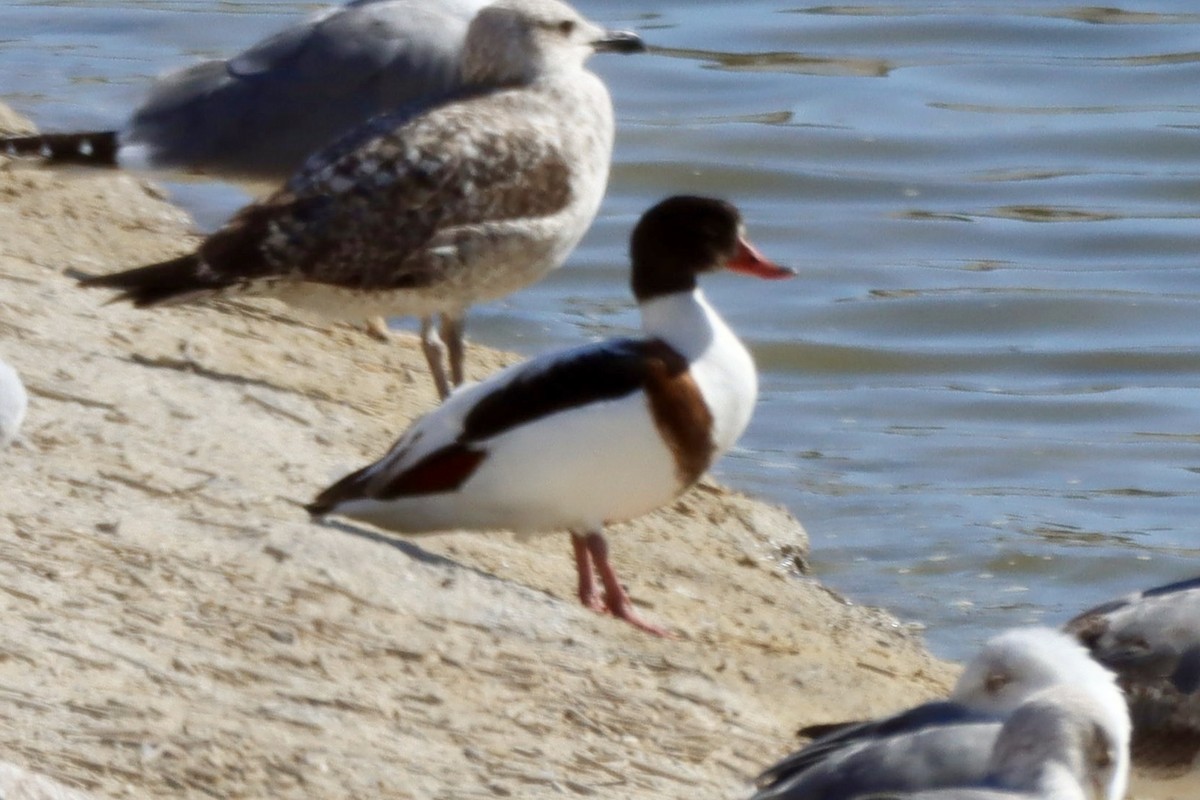 Volpoca - ML646701303