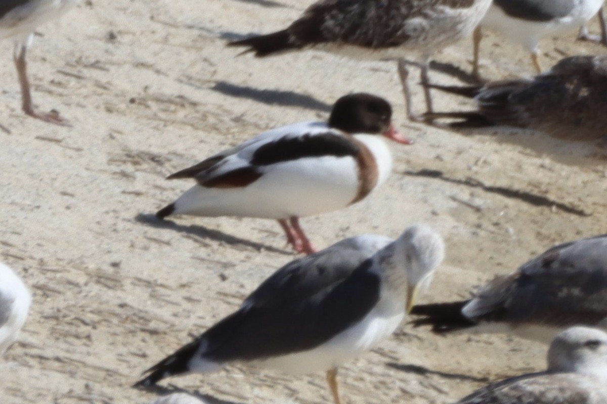 Volpoca - ML646701304