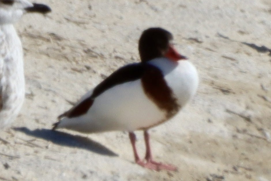 Volpoca - ML646701305