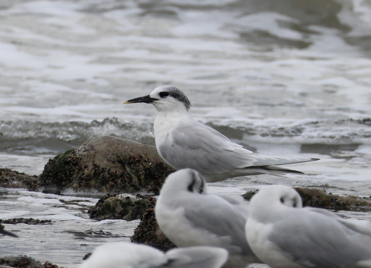 splitterne - ML646701309