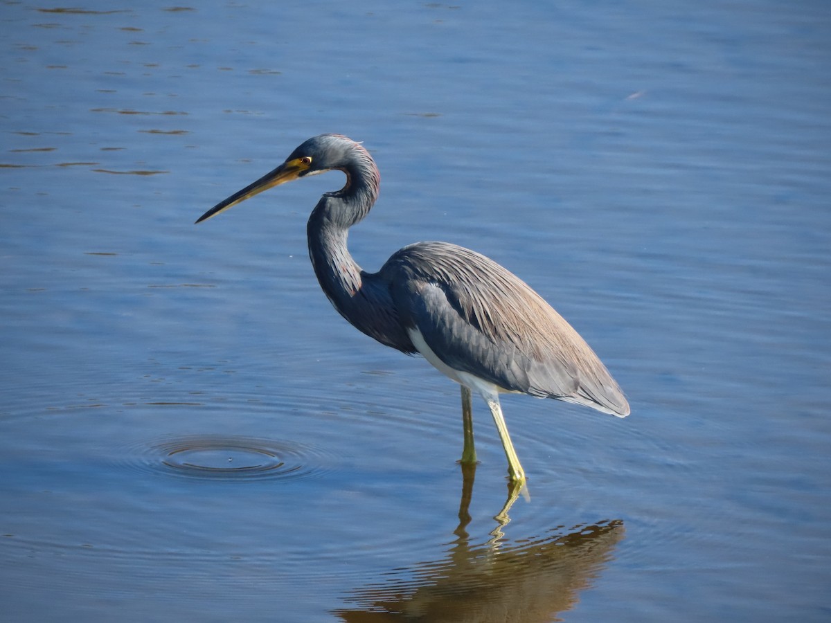 Dreifarbenreiher - ML646701310