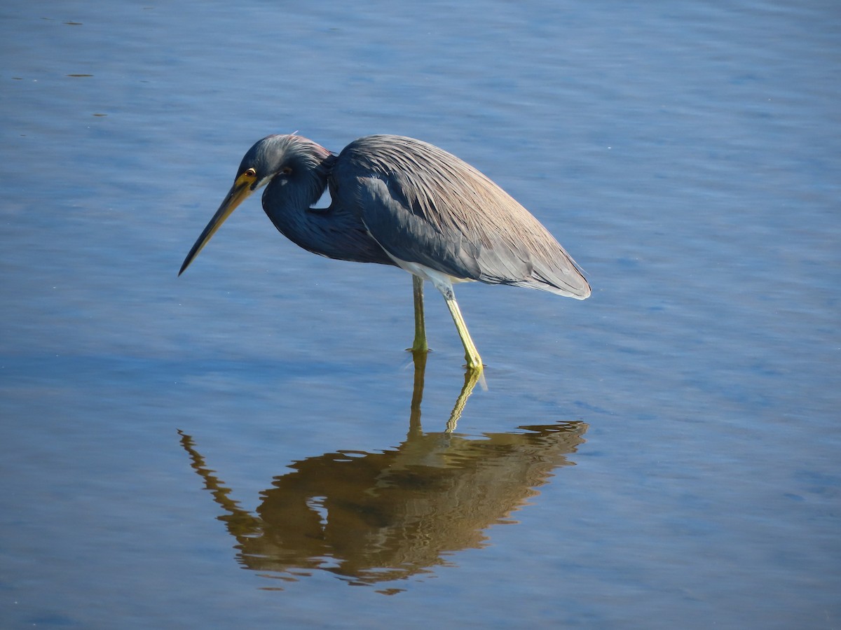 Dreifarbenreiher - ML646701311