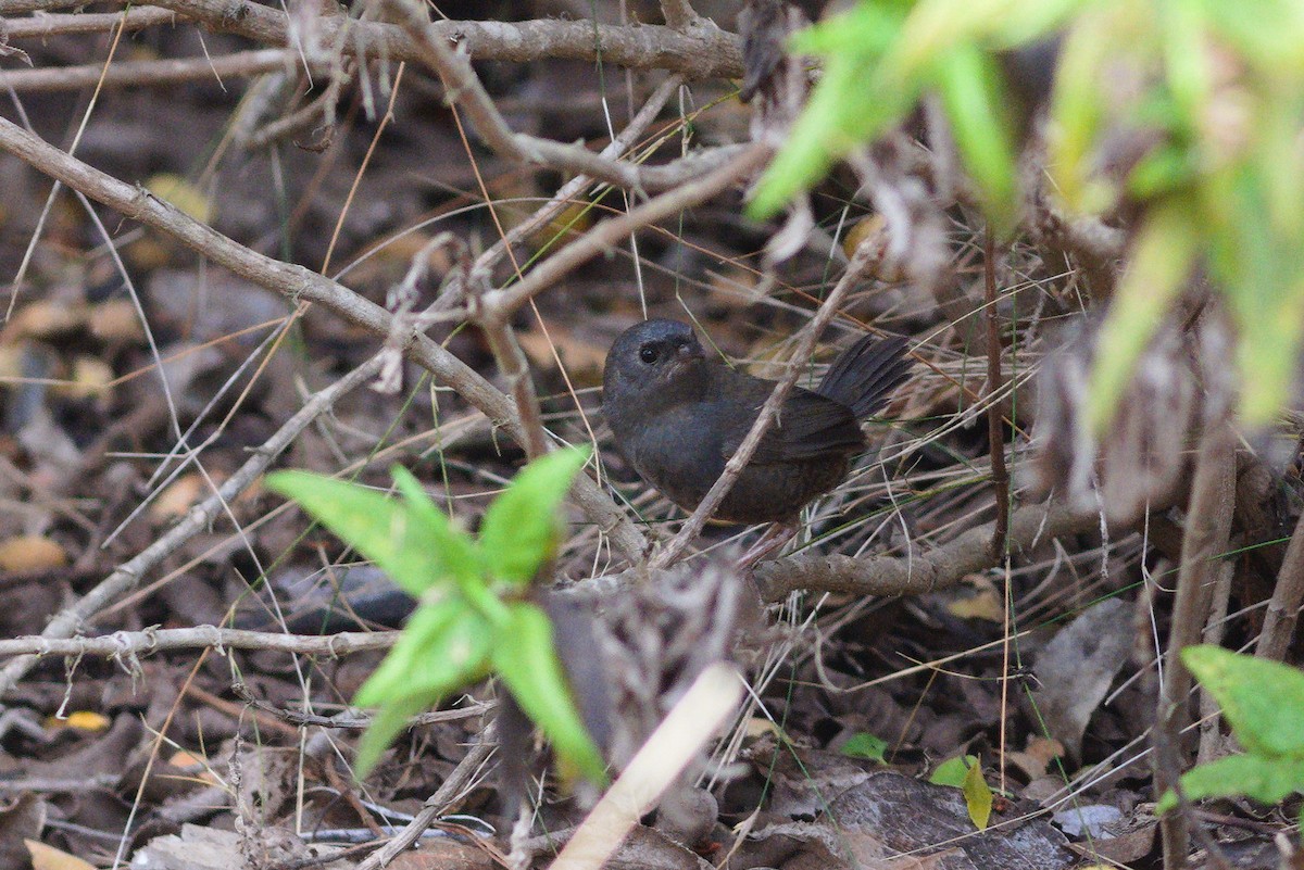 Dusky Tapaculo - ML646701312