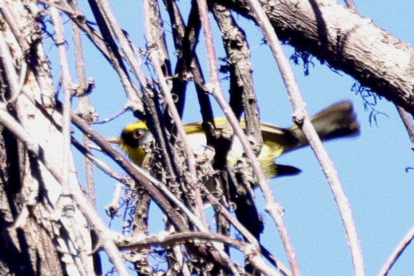 Чернолицая комарница - ML646701314