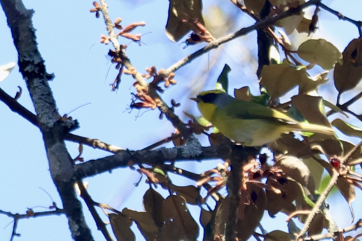 Чернолицая комарница - ML646701315