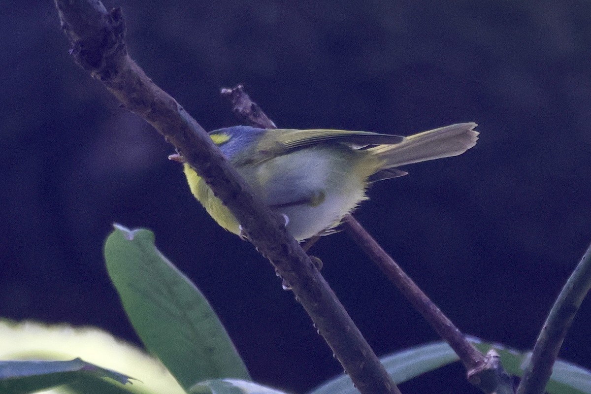 Чернолицая комарница - ML646701316