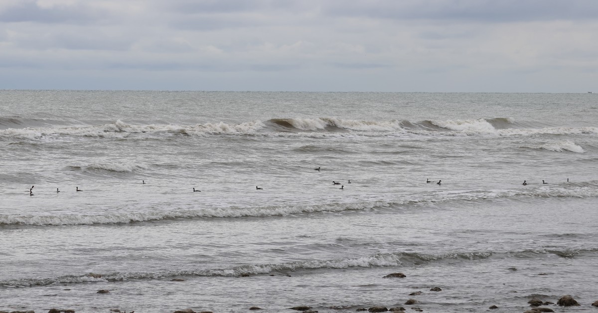 Grèbe à cou noir - ML646701318