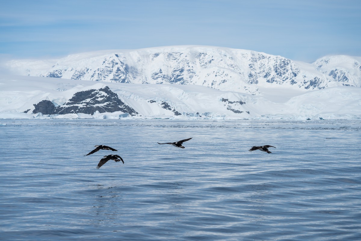 Cormoran impérial - ML646701319