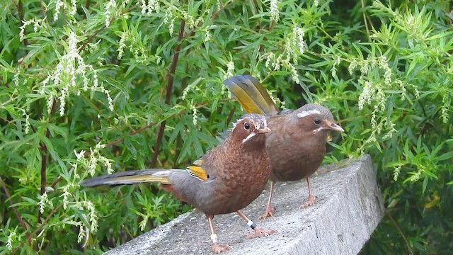 White-whiskered Laughingthrush - ML646701320