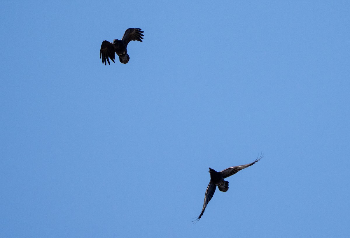 Corvo imperiale - ML646701325