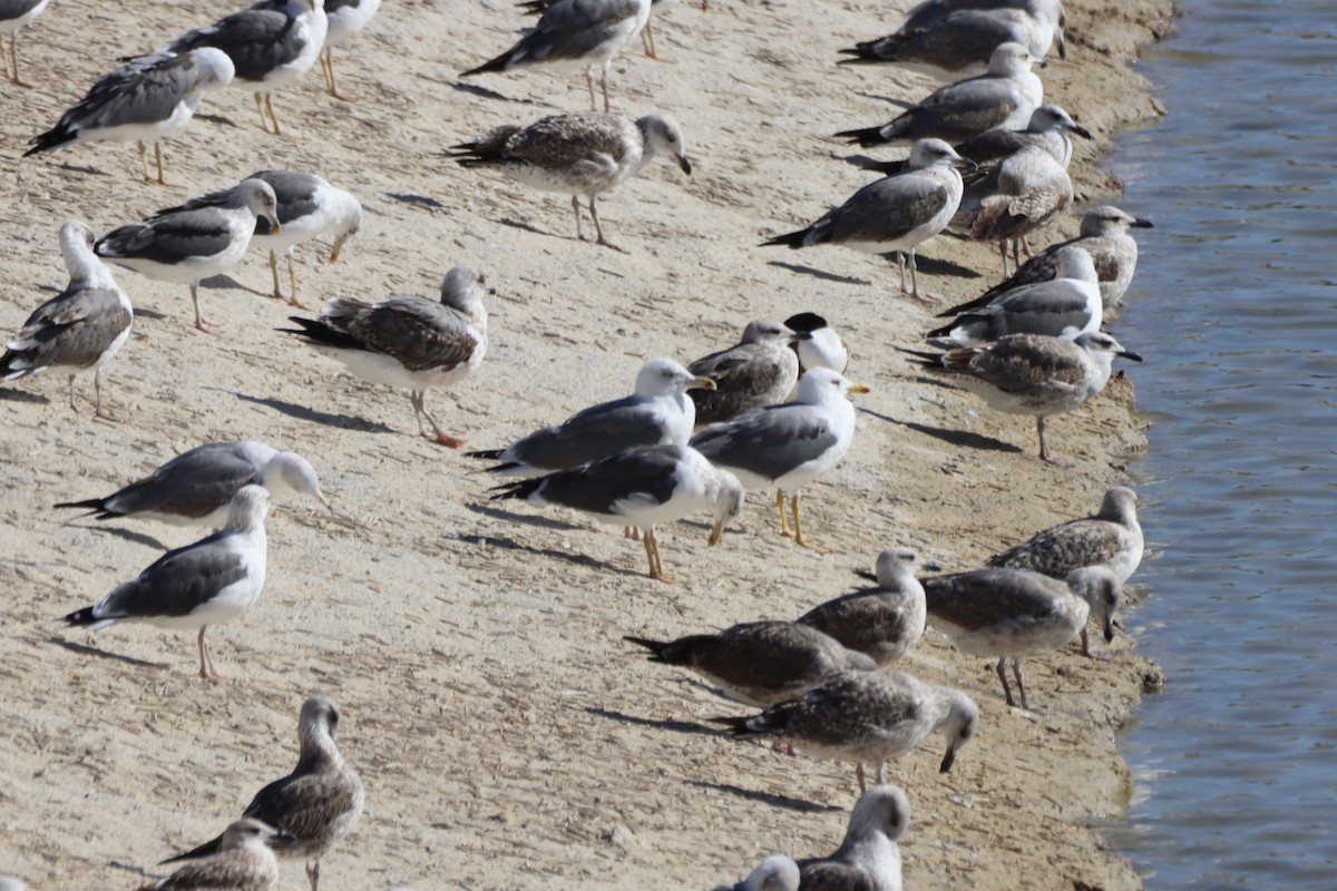 Yellow-legged Gull (atlantis) - ML646701327