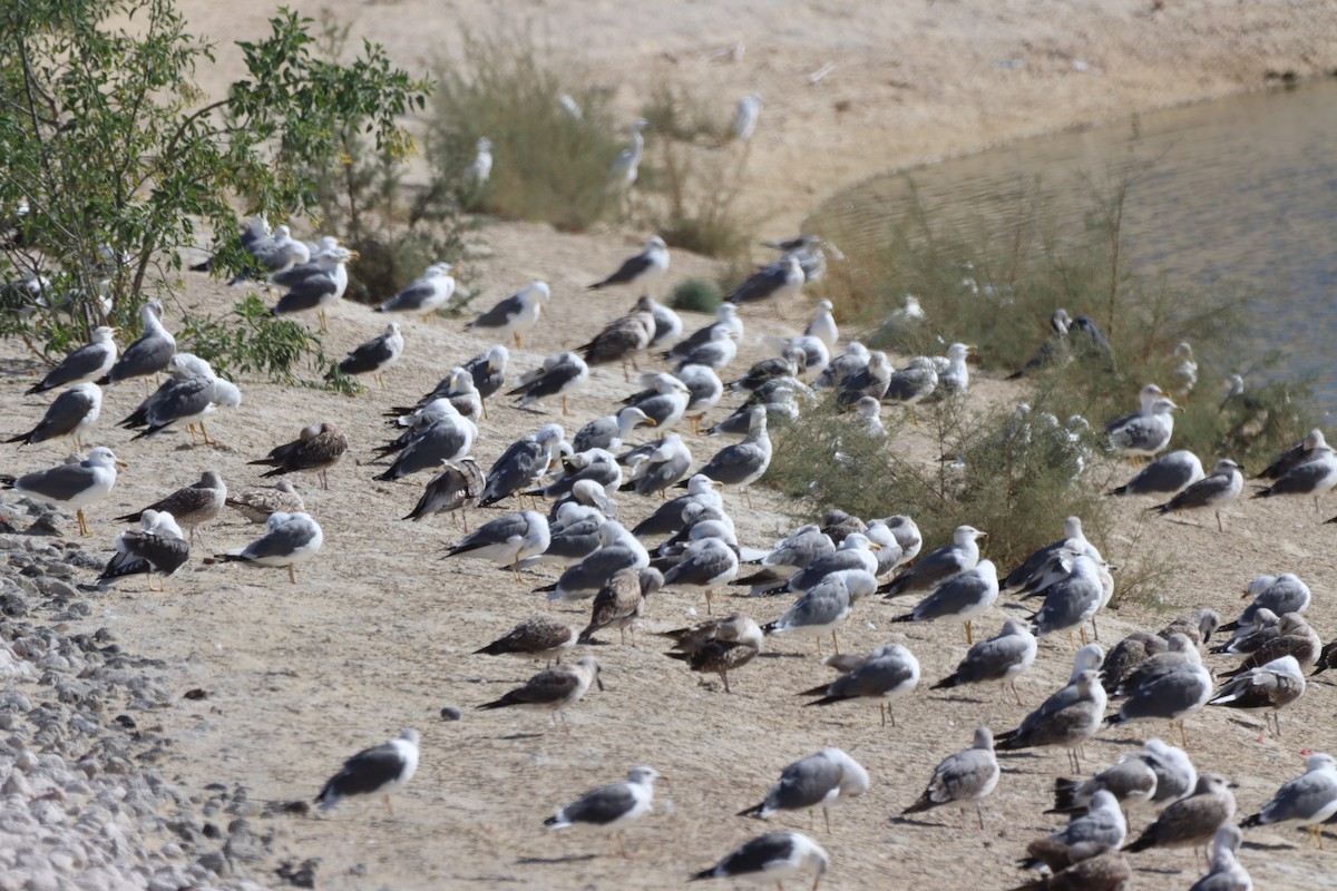 Yellow-legged Gull (atlantis) - ML646701328