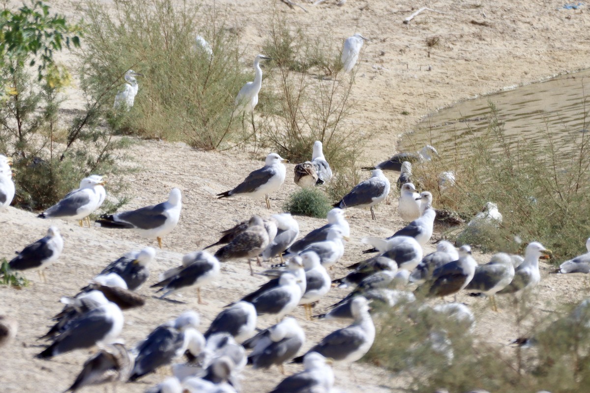 Yellow-legged Gull (atlantis) - ML646701329