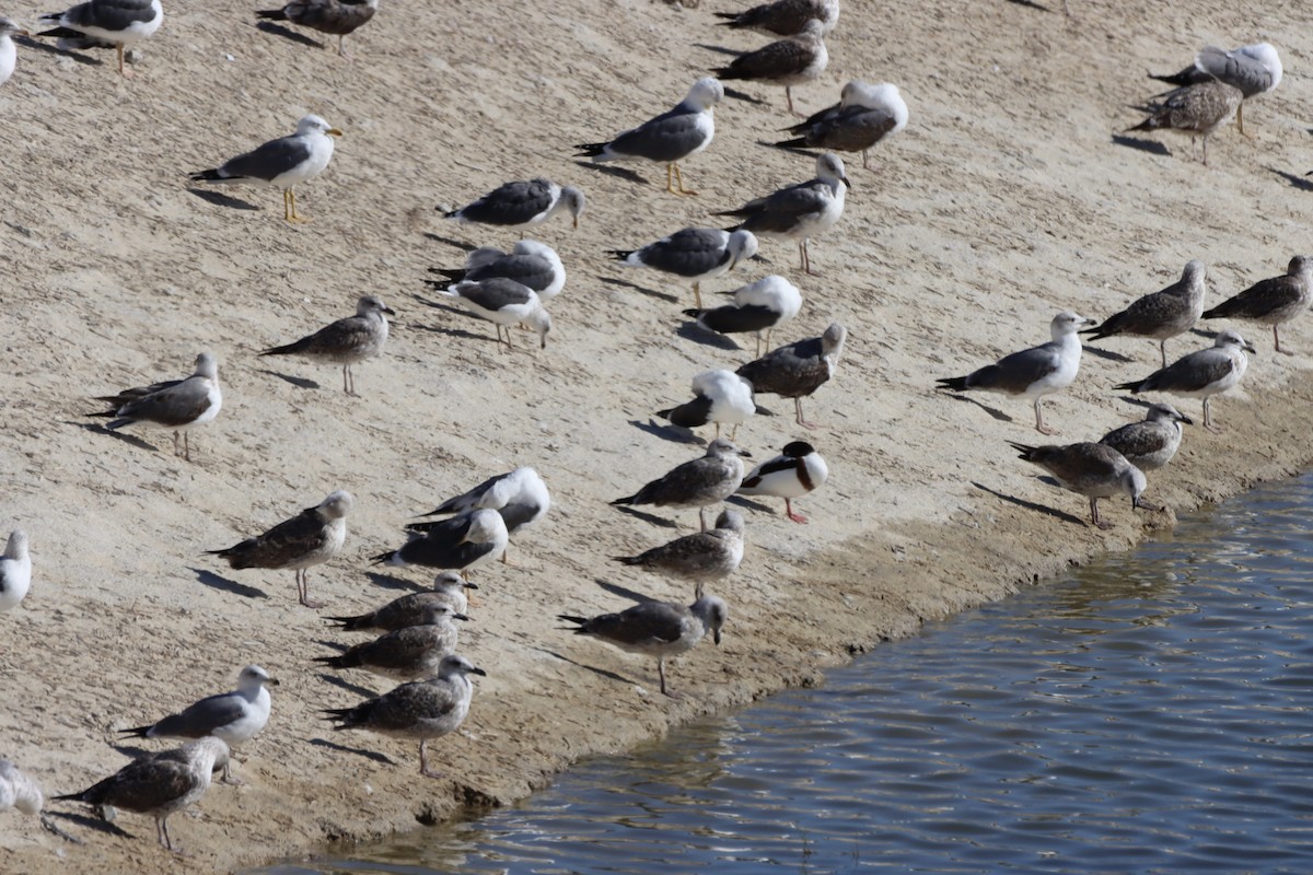 Yellow-legged Gull (atlantis) - ML646701331