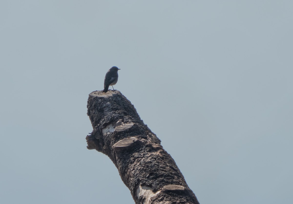 Codirosso spazzacamino - ML646701332