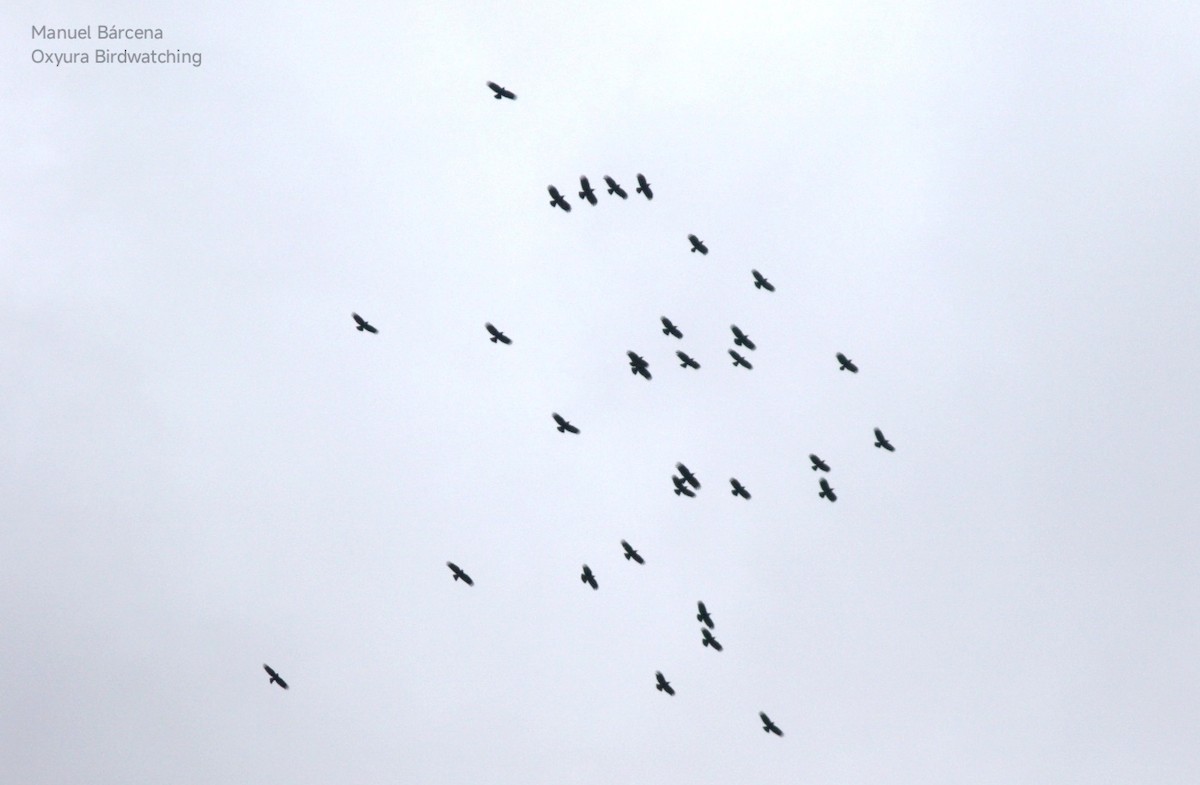 Red-billed Chough - ML646701335