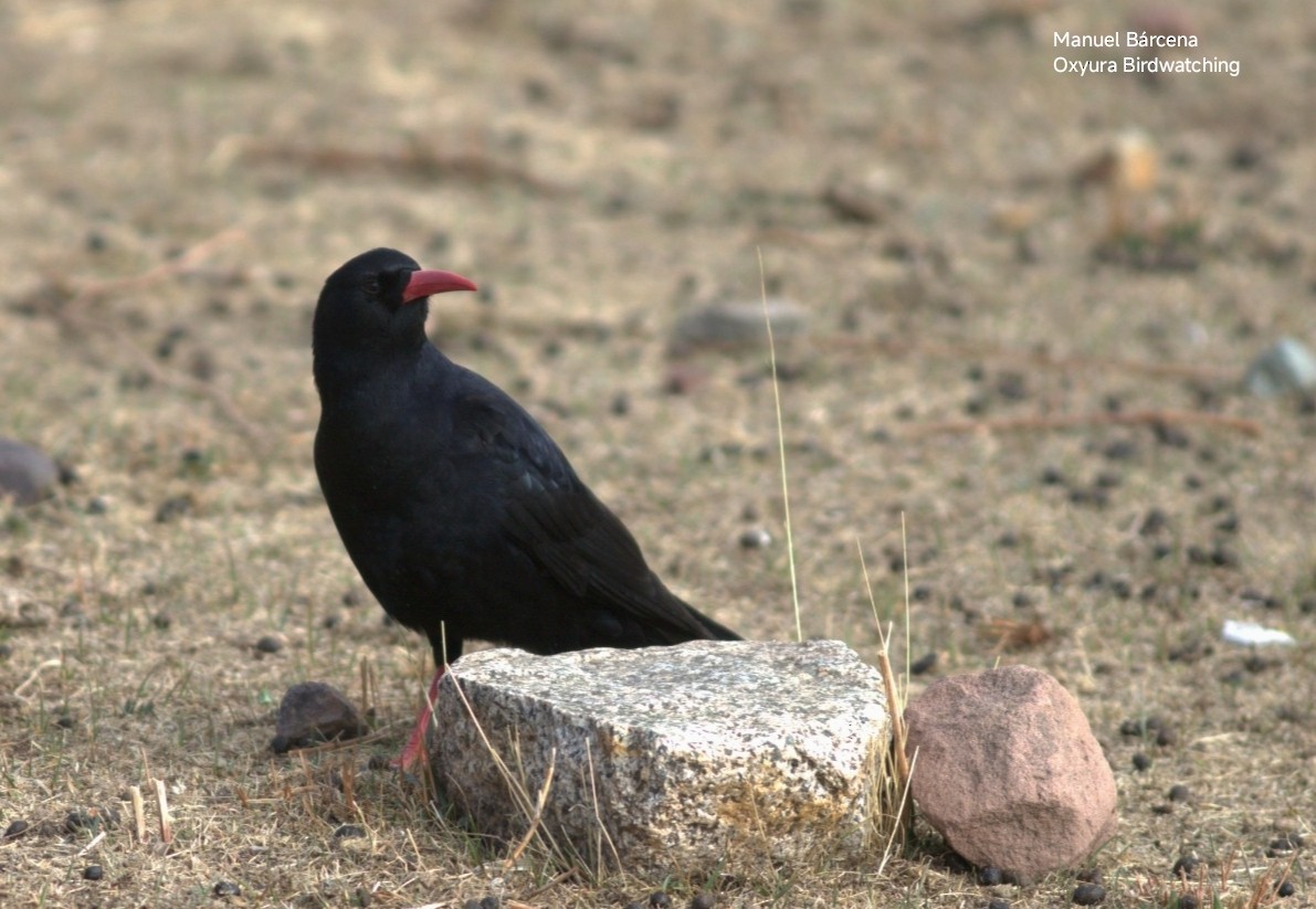 Red-billed Chough - ML646701336