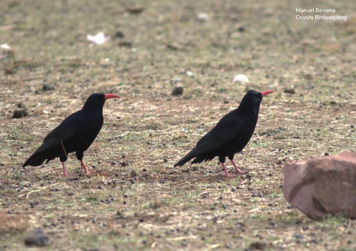 Red-billed Chough - ML646701337