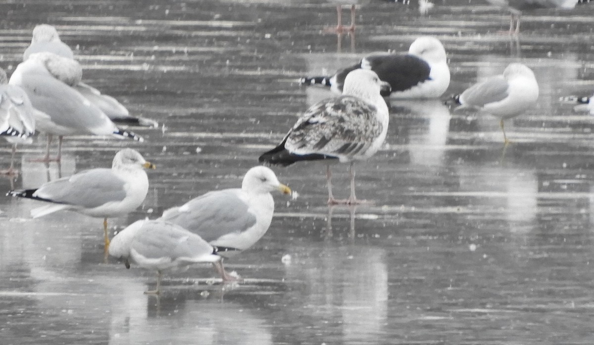 Great Black-backed Gull - ML646701339