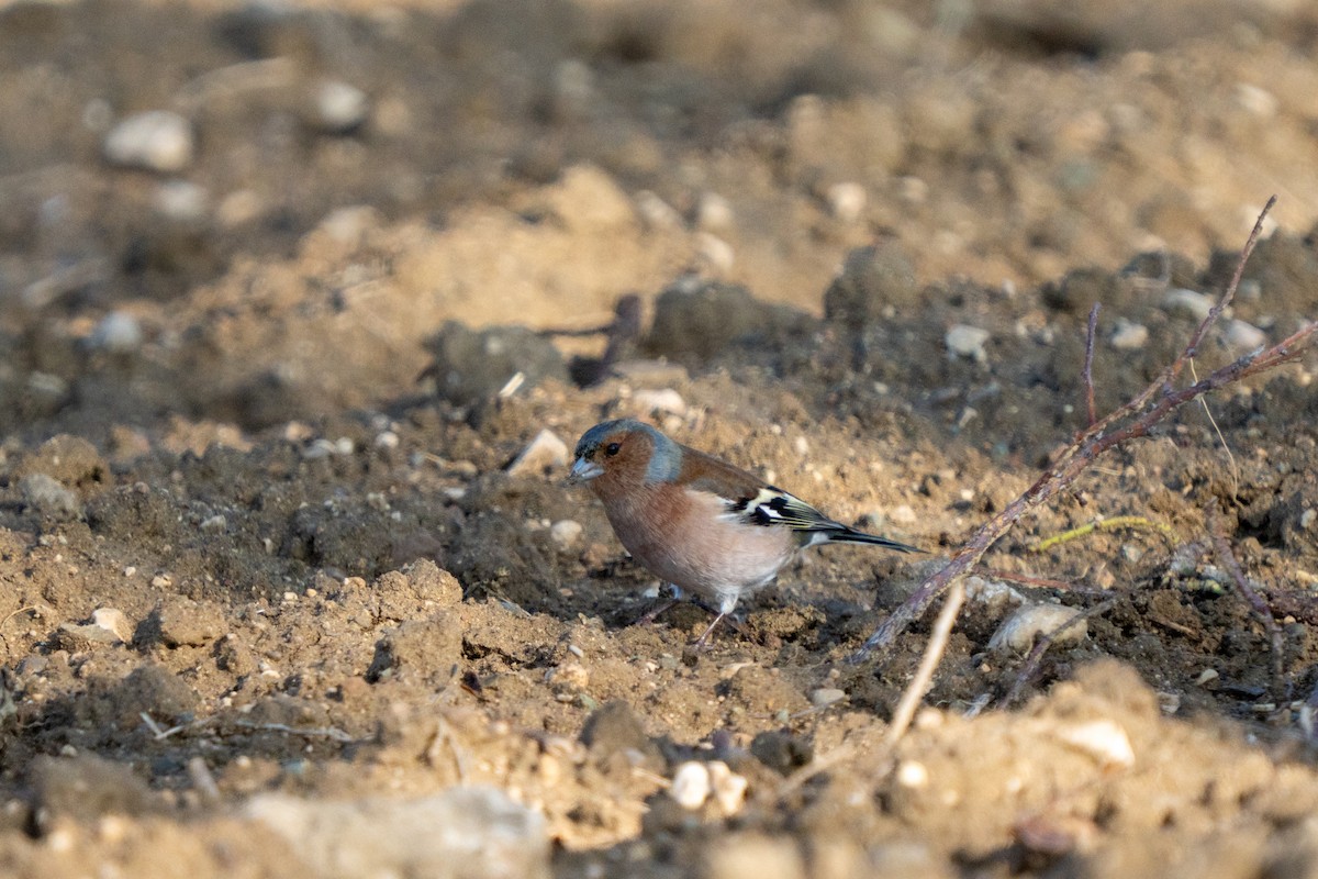 Fringuello - ML646701342