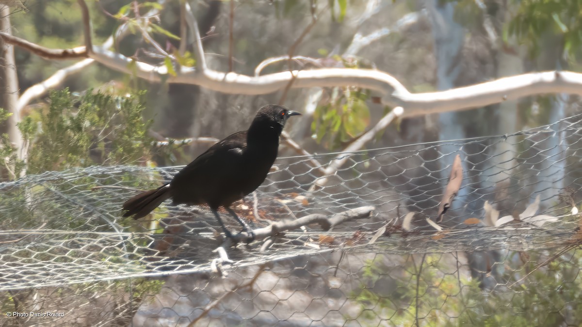 White-winged Chough - ML646701343