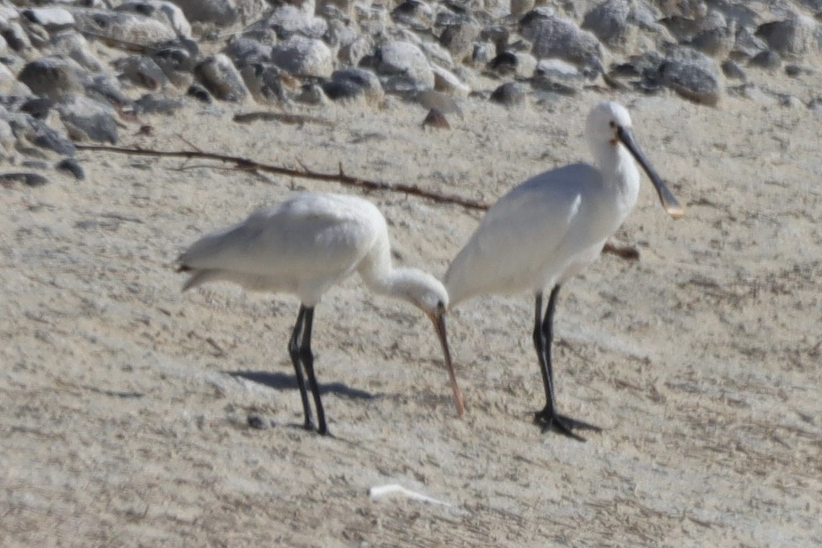 Spatola - ML646701344