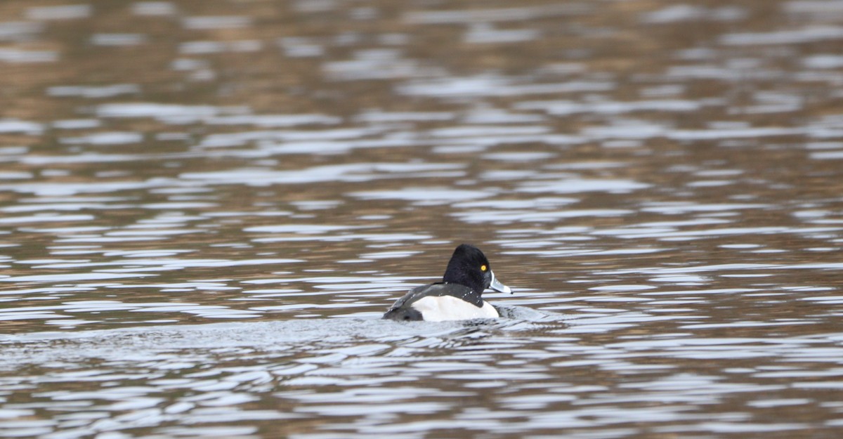 Кольчатая чернеть - ML646701345