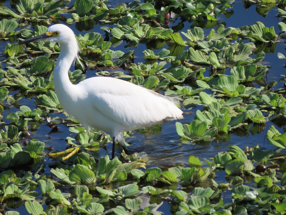 Schmuckreiher - ML646701346