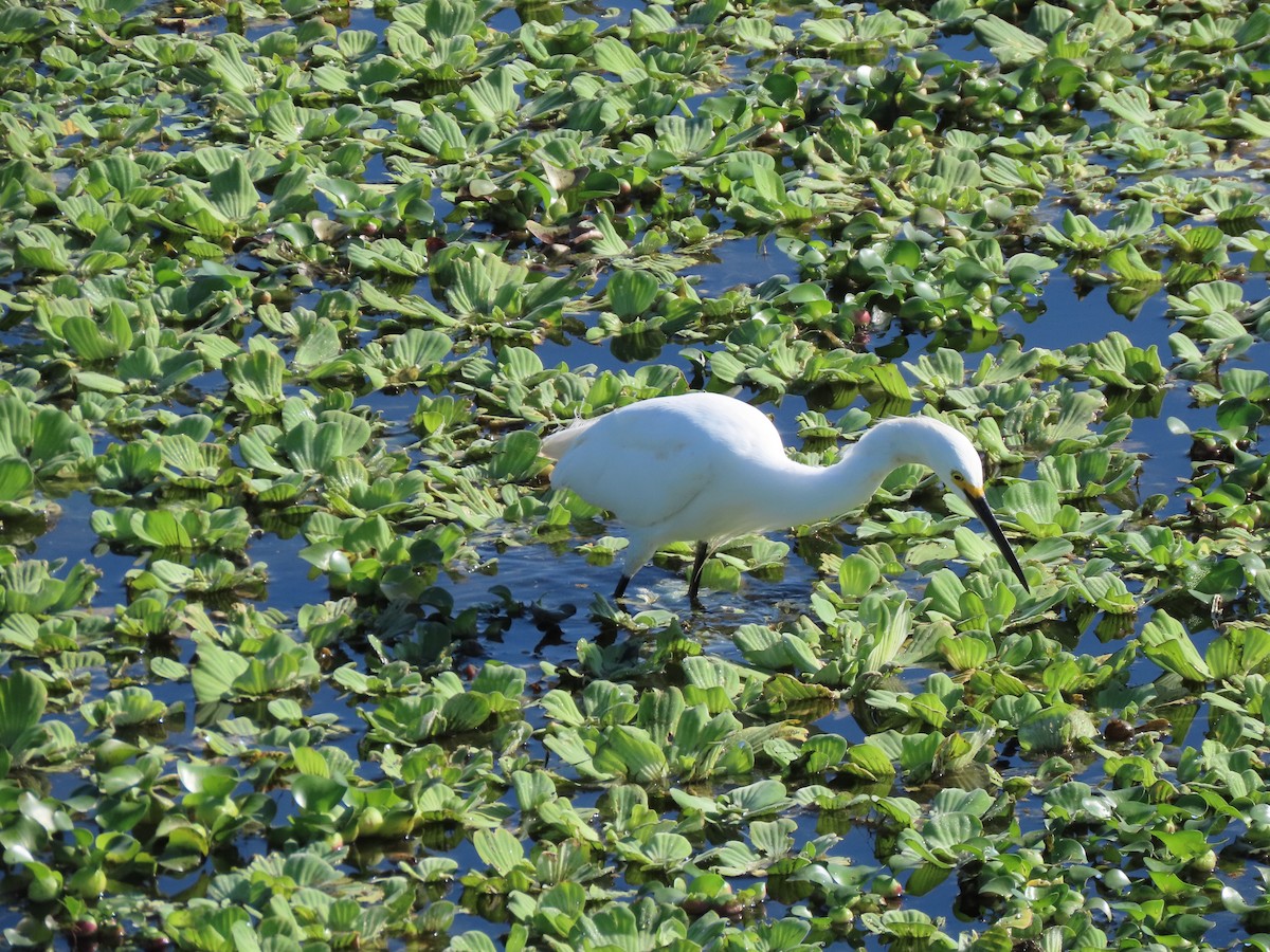 Schmuckreiher - ML646701347