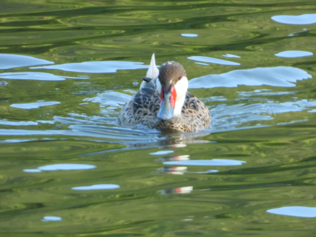 Canard des Bahamas - ML646701348